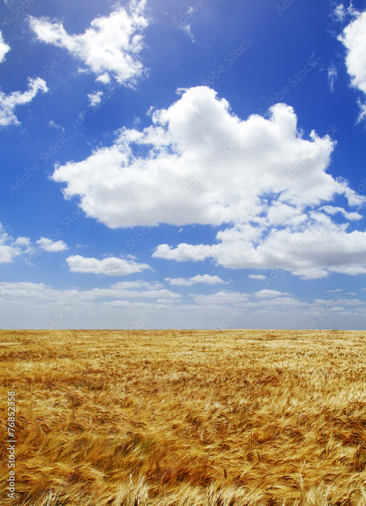 feld feld