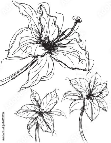 Fototapeta Naklejka Na Ścianę i Meble -  Lily sketches