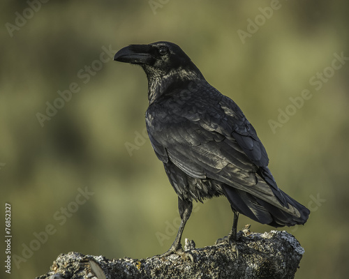 Corvus corax