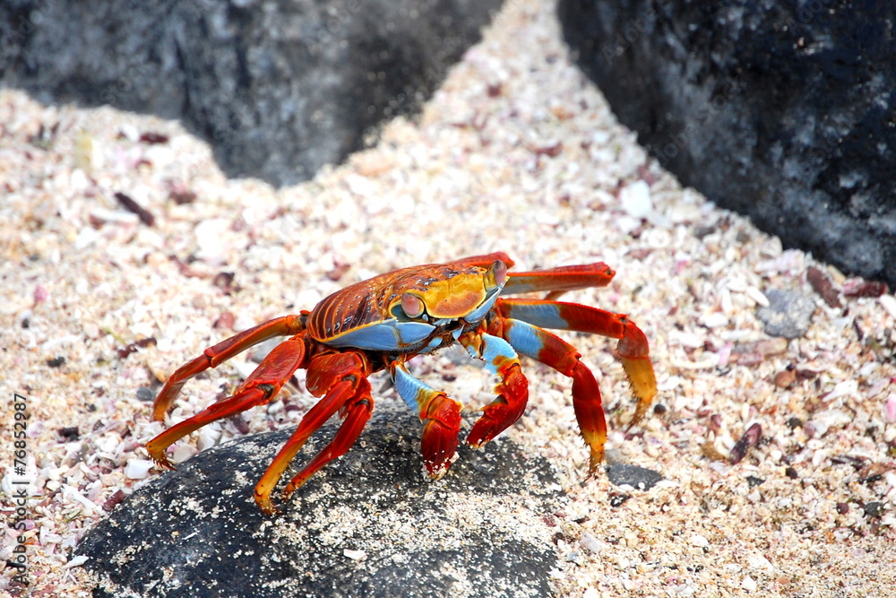 Galapagos Red Rock Crab