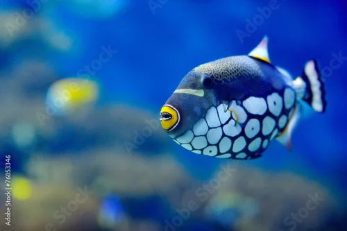 Fototapeta underwater image of tropical fish