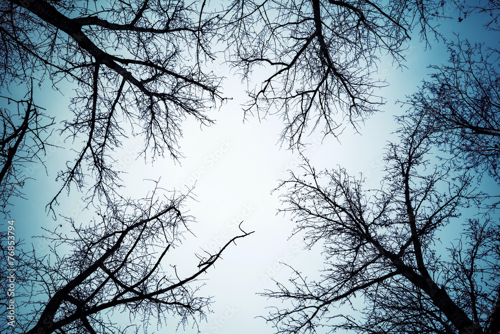 Black leafless trees silhouettes over dark sky Black leafless trees silhouettes over dark sky