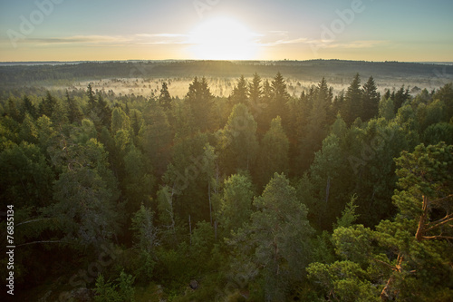 Sunrise in the Forest photo