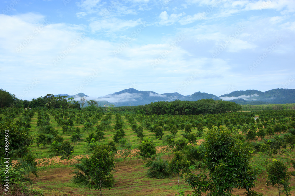 Obraz premium Orange trees plantation