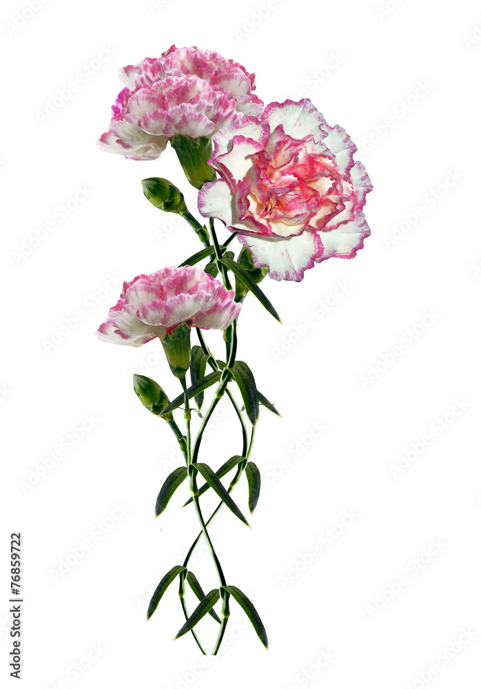 carnation flowers isolated on white background