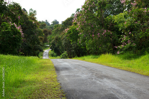 Local road with beautiful trees