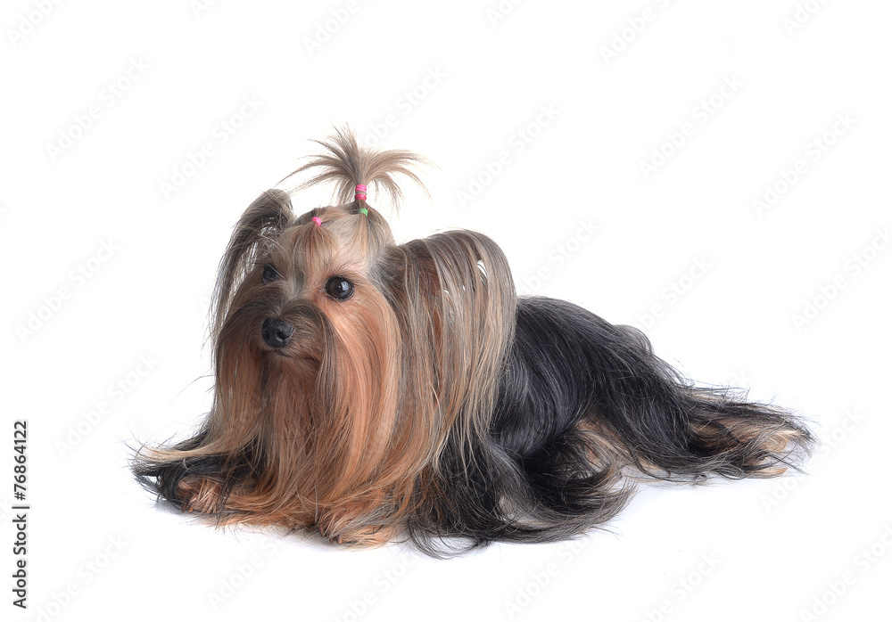 yorkshire terrier isolated on white yorkshire terrier isolated on white