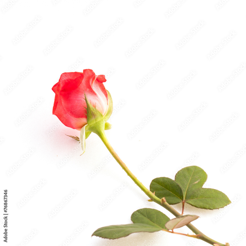 Obraz premium Rose on white background.