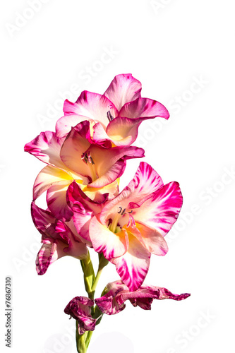 Fototapeta Naklejka Na Ścianę i Meble -  pink gladiolus