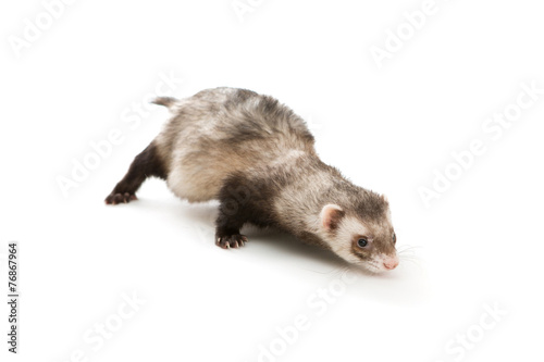 Ferret isolated