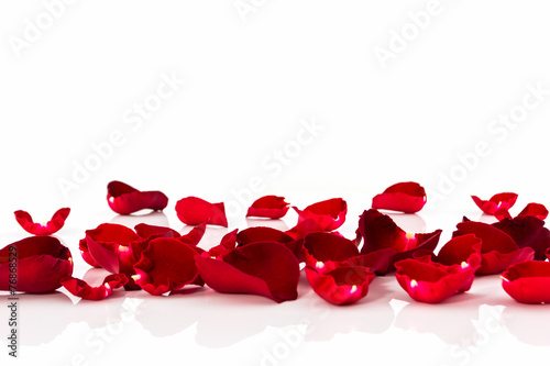 Petal of Red rose .