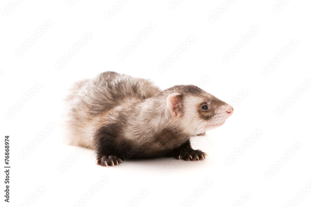 Ferret isolated Ferret isolated