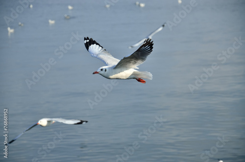 Seagull flying on sea