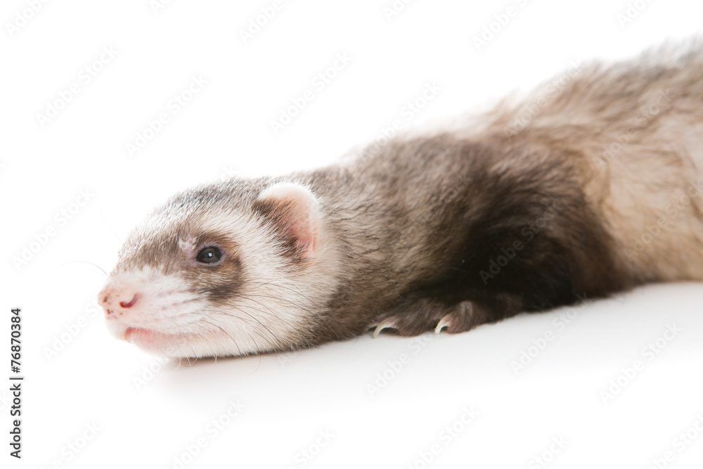 Obraz premium Ferret isolated