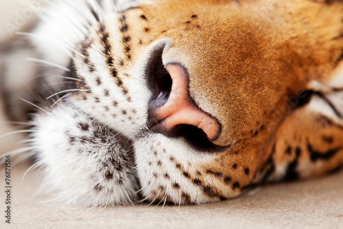 Fototapeta Naklejka Na Ścianę i Meble -  Sleeping Tiger