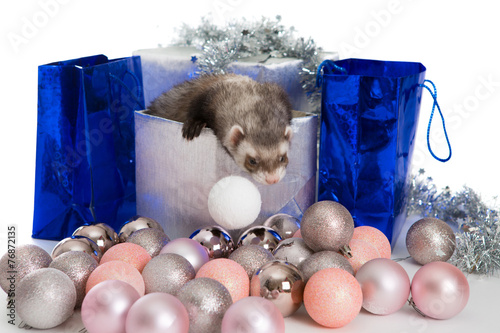 Ferret  isolated