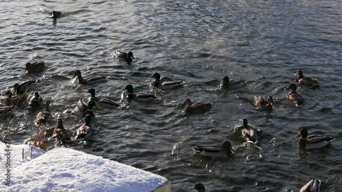 Ducks on the snow and in the water. 4K photo