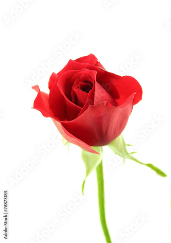 red single rose blossom