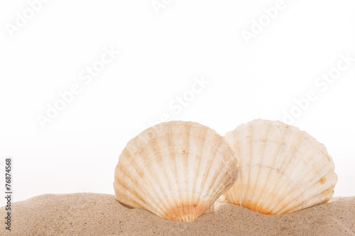 Jacobsmuschel im Sand vor weissem Hintergrund