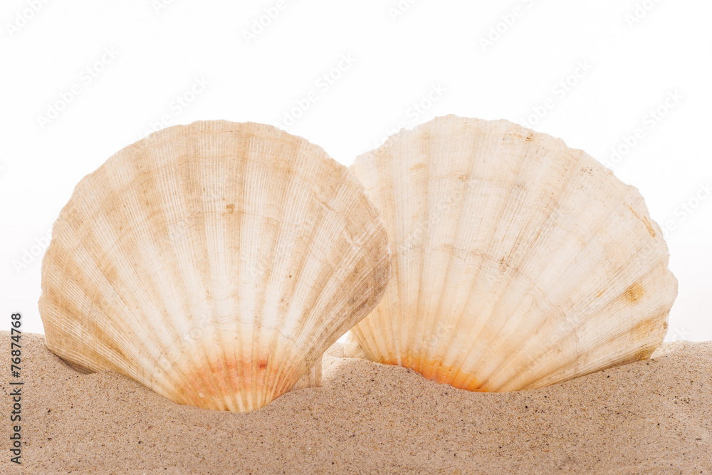 Jacobsmuschel im Sand vor weissem Hintergrund Jacobsmuschel im Sand vor weissem Hintergrund