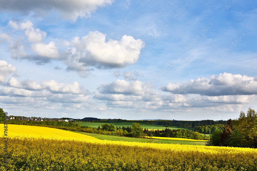 Obraz premium Rapsblüte