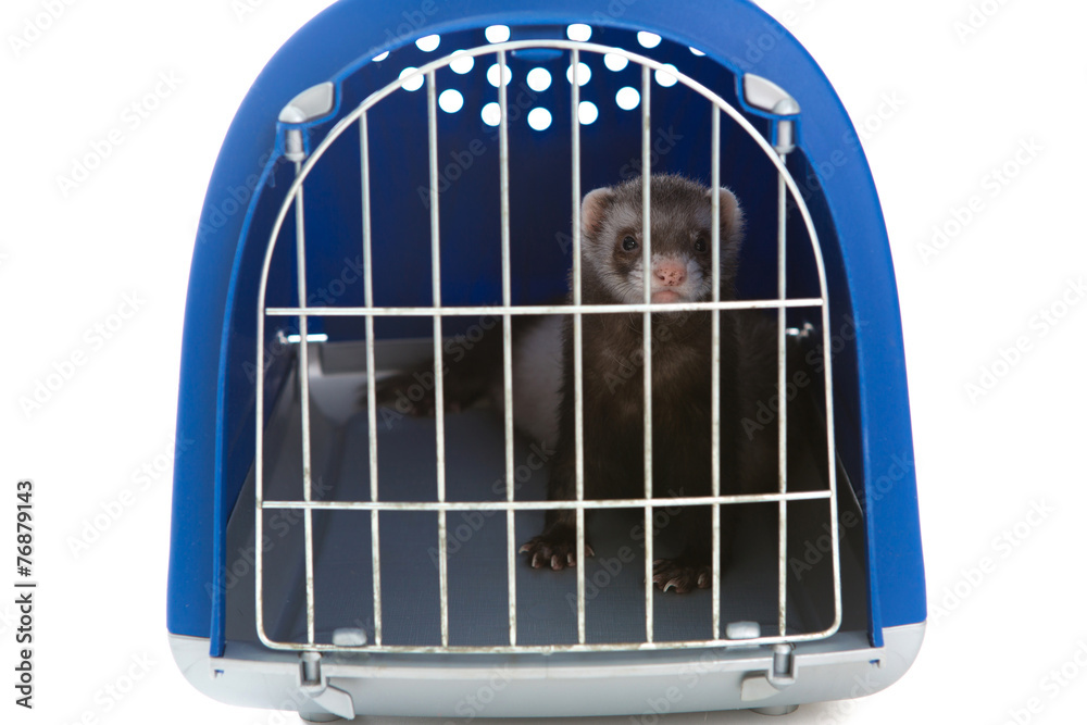 Obraz premium Ferret isolated