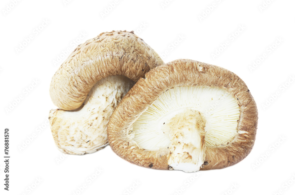 Shiitake Mushroom Shiitake Mushroom