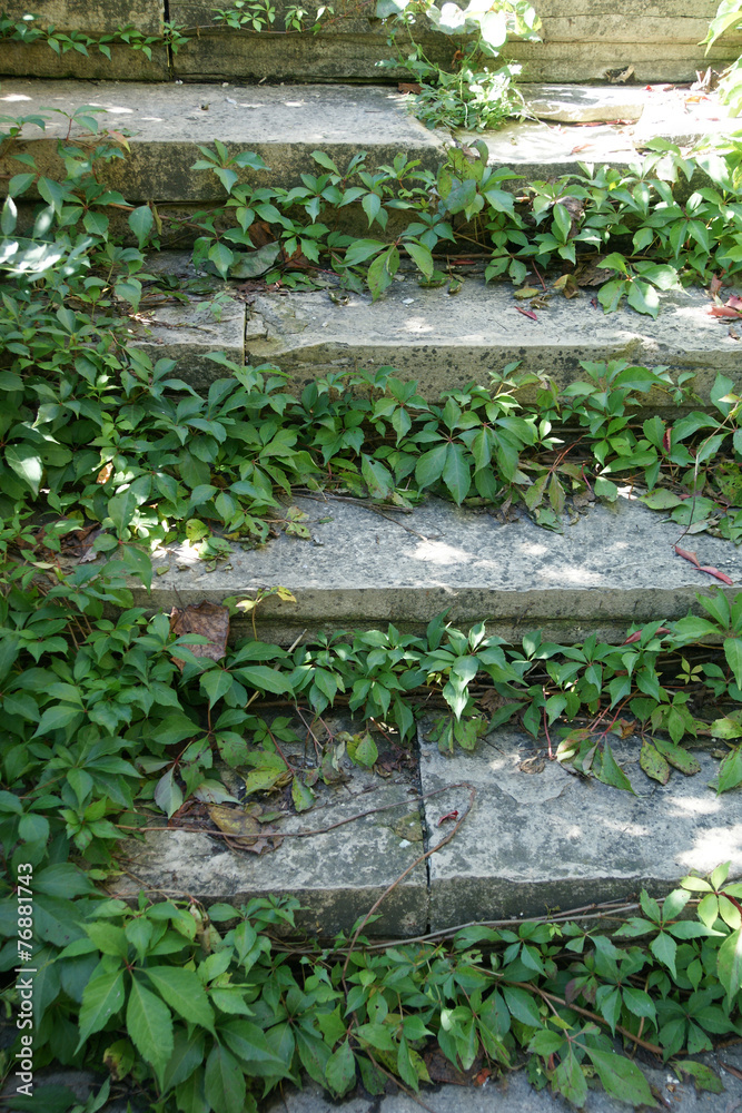 stairs and vine - 13 stairs and vine - 13