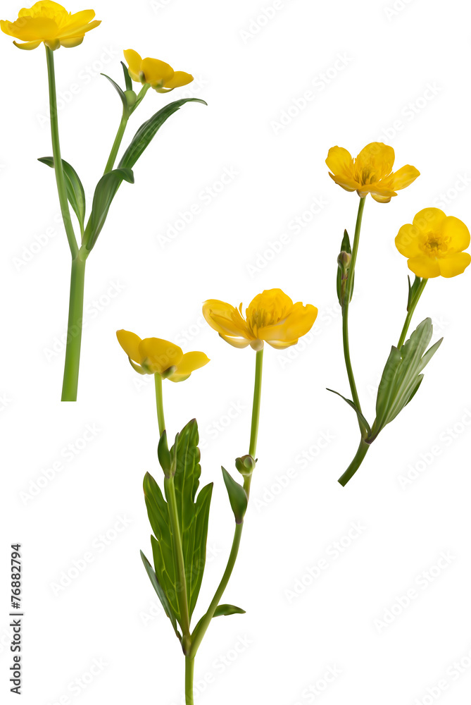 set of three yellow buttercup flowers isolated on white set of three yellow buttercup flowers isolated on white