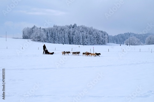 Chiens de traîneaux photo