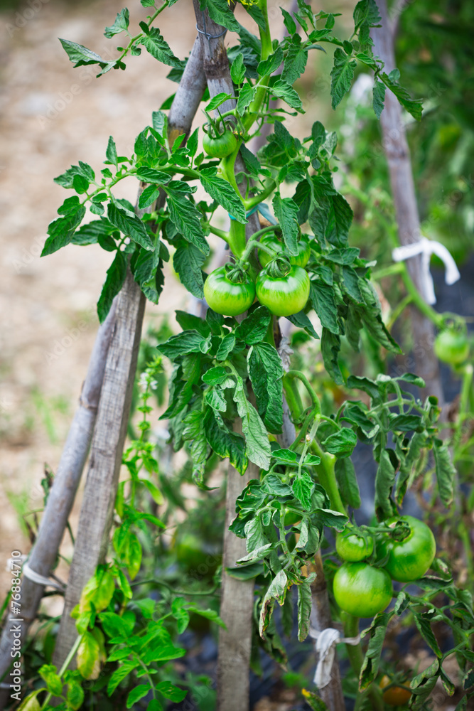 Tomatoes growing in a small garden