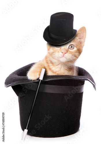 kitten magician photo