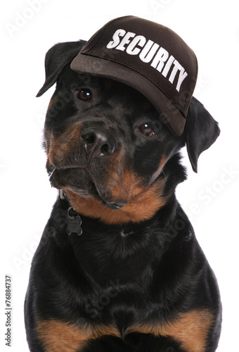 Fotografia Rottweiler security