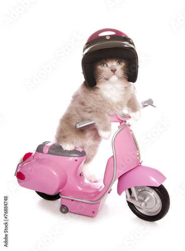 Fototapeta Naklejka Na Ścianę i Meble -  Ragdoll kitten riding a pink scooter