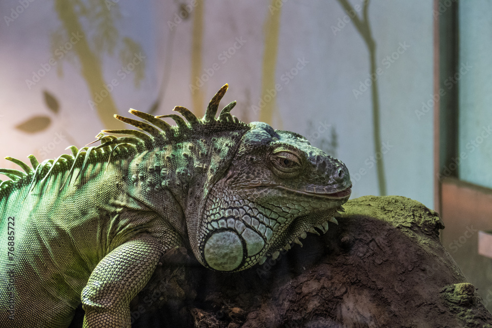 Obraz premium Lizzard