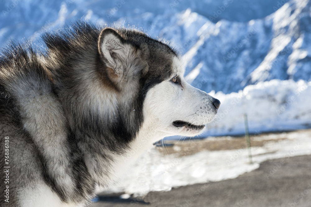 Fototapeta premium Alaskan Malamute