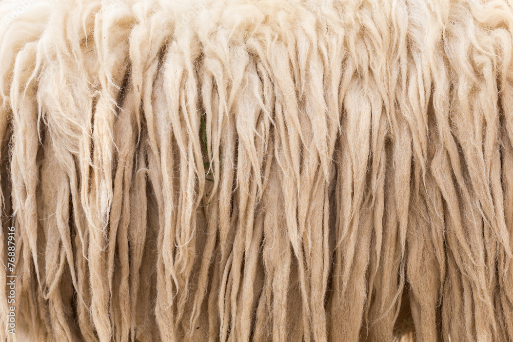 Obraz premium Wool sheep closeup