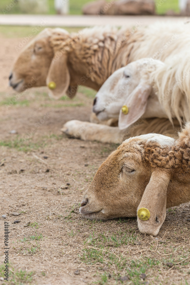 Obraz premium Sheep in farm