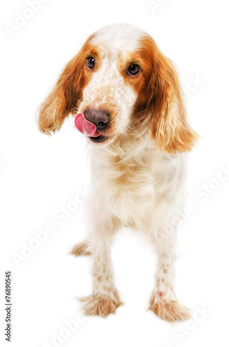 Russian Spaniel licking nose
