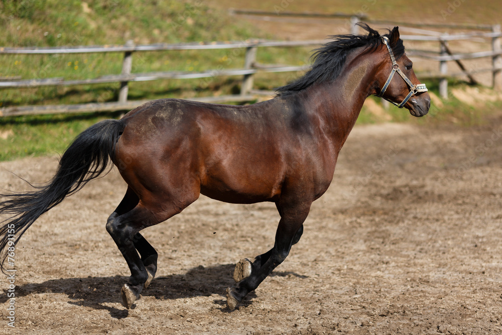 Running horse Running horse