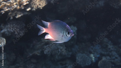 White Belly Damsel Fish  Red Sea  Egypt