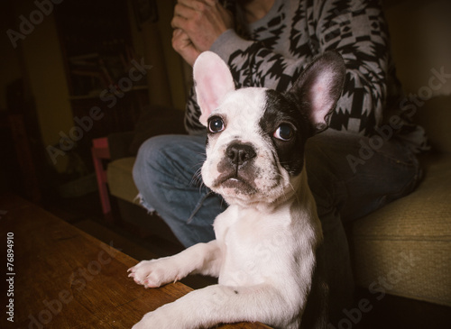 Little french bulldog © ramonespelt