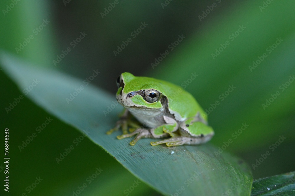 ニホンアマガエル ニホンアマガエル