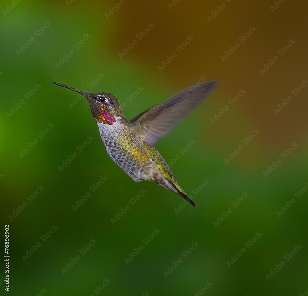 Naklejka premium Koliber w locie