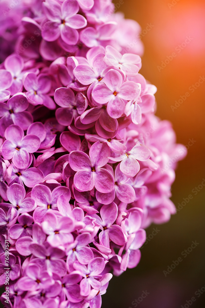 Beautiful spring lilac flowers, outdoors Beautiful spring lilac flowers, outdoors