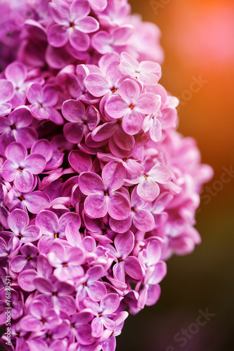 Beautiful spring lilac flowers  outdoors