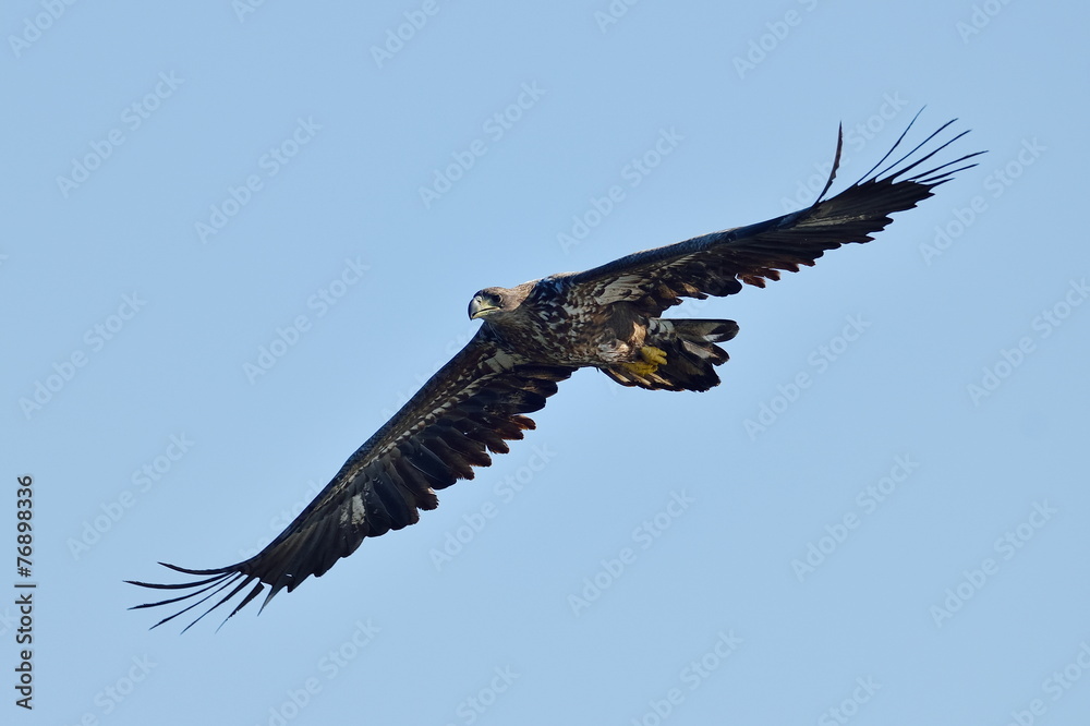 white tailed eagle (haliaeetus albicilla) white tailed eagle (haliaeetus albicilla)
