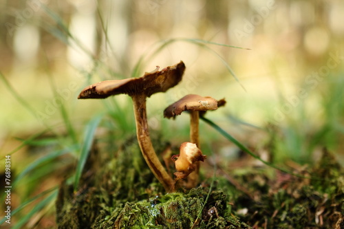 mushrooms in the wood in summer