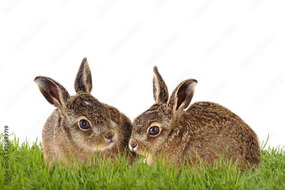 Fototapeta premium Frohe Ostern