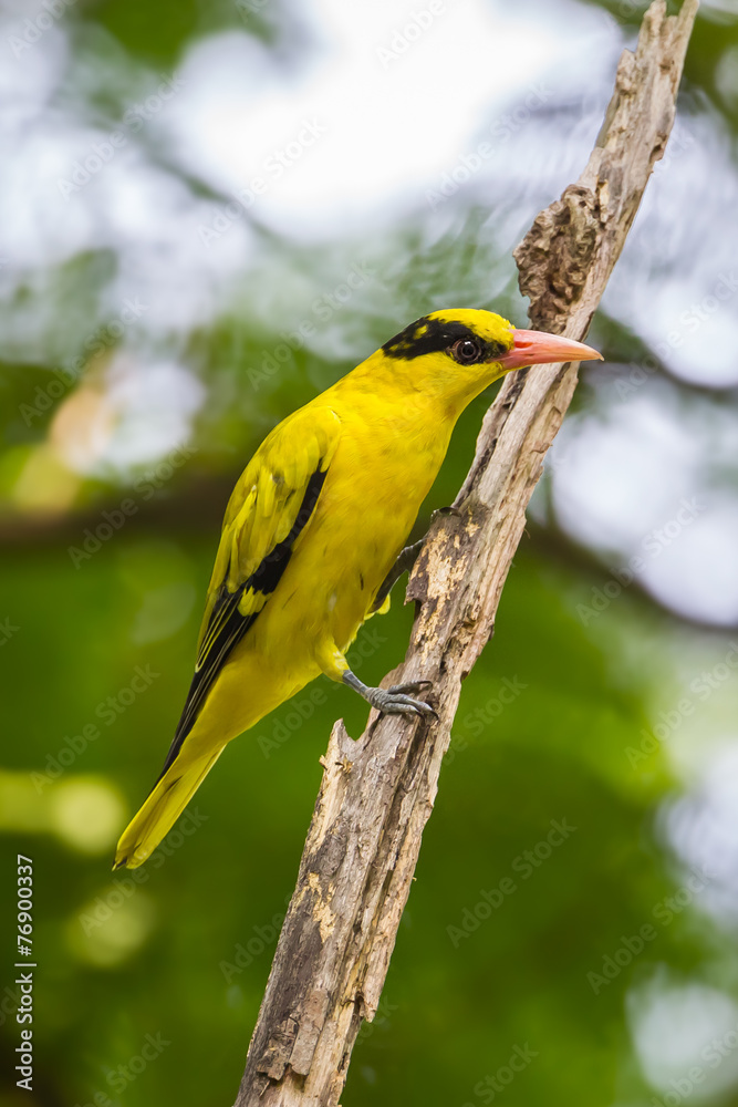 Naklejka premium Black-naped Oriole (Oriolus chinensis) stair at us